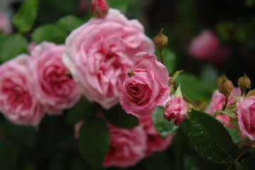 ローズガーデンの薔薇