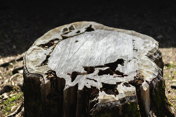 Texture of dark wood stump. natural background.