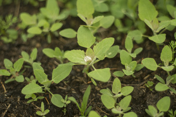 dew on leaves