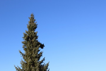 blue spruce (Picea pungens) against the blue sky with copy space