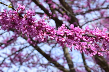 Blooming Judas flowers (Cercis siliquasturm)