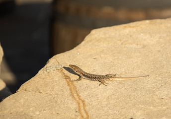 lizard 3