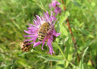 Bee on centaurea flower in the meadow, closeup