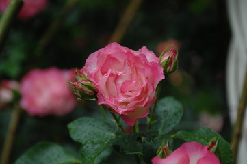 ローズガーデンの薔薇