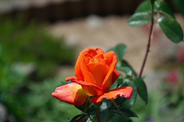 Blooming orange rose - Opening petals of a rose blossom