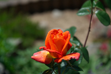 Booming orange rose - Opening petals of a rose blossom