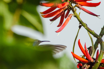 Beautiful birds of Brazil