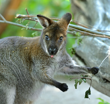 Portrait of Red-necked wallaby or Bennett's wallaby (Macropus rufogriseus)