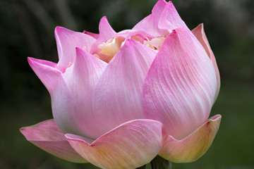  the lotus leaf and pink lotus flower and lotus bud in a pond.