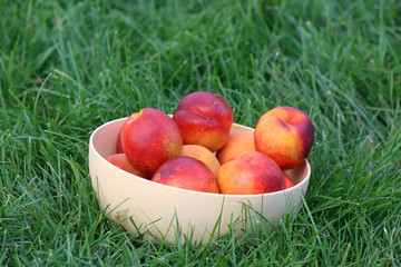 Peaches in bowl on green grass