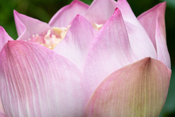 Fototapeta na wymiar the lotus leaf and pink lotus flower and lotus bud in a pond.