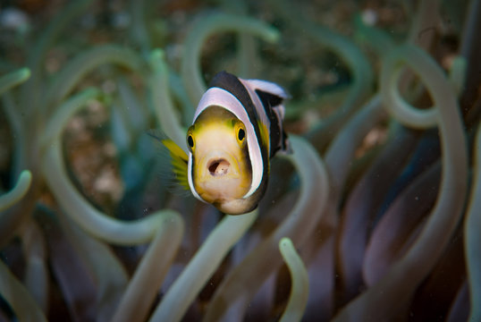 Panda anemonefish amphiprion polymnus