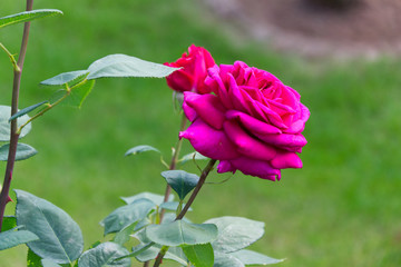 Blooming pink rose blossom - Garden flowers in the summer