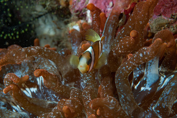 Clarki Anemonefish Amphiprion clarkii