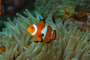 Fototapeta na wymiar Western anemonefish Amphiprion ocellaris