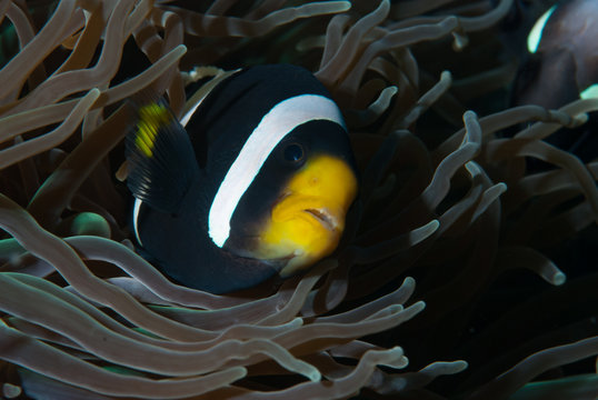 Seba anemonefish Amphiprion sebae