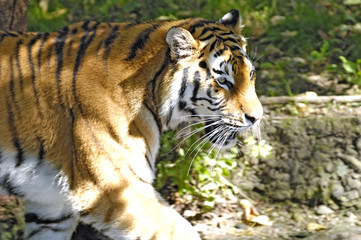 Fototapeta na wymiar Tiger Closeup
