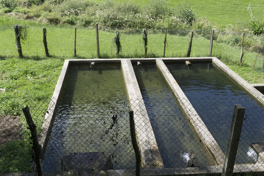 Piscifactoria en Navarra. Cria de truchas