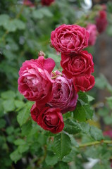 ローズガーデンと庭の薔薇