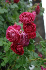 ローズガーデンと庭の薔薇
