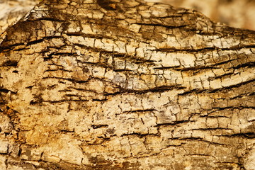 Burnt Wood detail