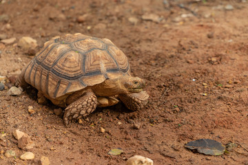 The Aldabra Giant Tortoise is a giant species of Tortoise native to the Aldabra Islands in the...