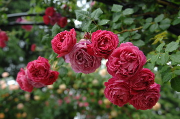 ローズガーデンと庭の薔薇