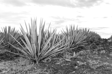 Tequila agave  lanscape sunset