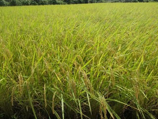 雨上がりの田んぼ