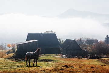Horse in foggy meadow in mountains valley. Landscape photography
