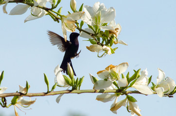 Beautiful birds of Brazil