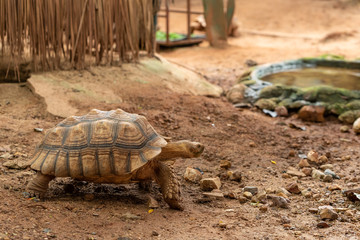 The Aldabra Giant Tortoise is a giant species of Tortoise native to the Aldabra Islands in the...