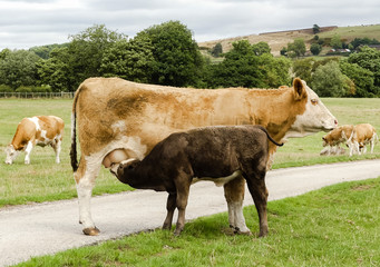 Cross bred Charolais calf feeding from udder, with other calves in background. Rural Setting.