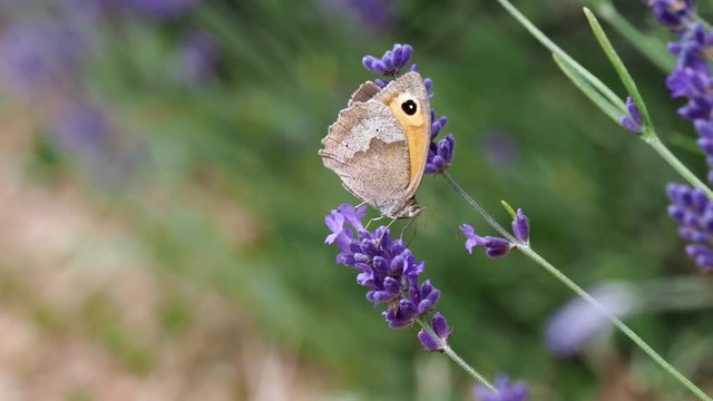Gatekeeper or Hedge Brown Butterfly ( Pyronia tithonus ) feeding on Lavender