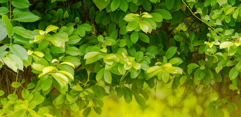 Fototapeta na wymiar Natural green leaf, Fresh green tree leaves under sunlight