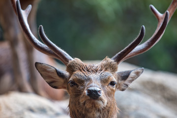 日本鹿のアップ、角の堂々たる雄鹿の表情