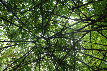 ローズガーデンと庭の薔薇