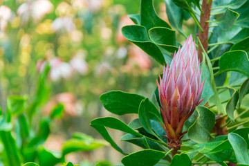 Flower Beautiful - King Sugar Bush, King Protea or Botanical name Protea Cynaroides freshy natural green background