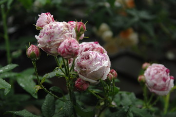 ローズガーデン