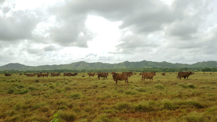 Fototapeta na wymiar Ranch. Cows graze on the field in the background of the hills