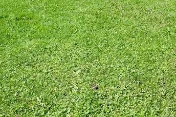 A close view of the green patch of grassy turf.