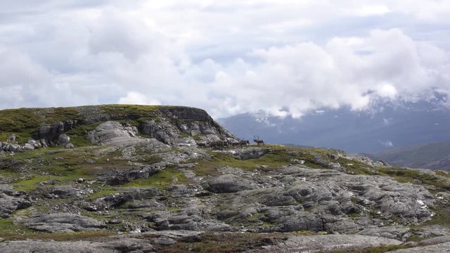 Reindeer in the norwegian mountains