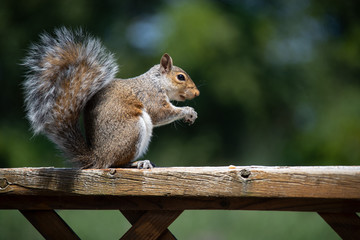 Eastern Gray Squirrel sitting on a wood railing.