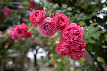 ローズガーデンと庭の薔薇