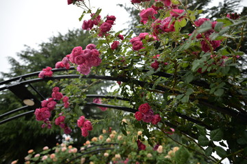 ローズガーデンと庭の薔薇