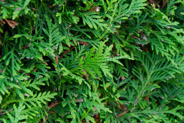 Close-up of a thuja hedge