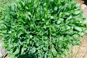 Green plant in the garden - Bird view