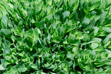 Green plant in the garden - Bird view
