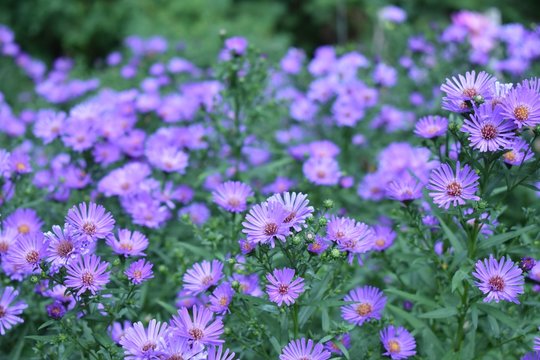 Purple Asters - Astereae