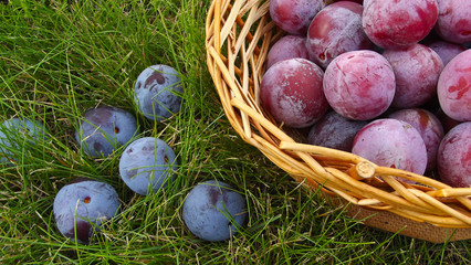 Ripe useful plum in a basket on the grass.